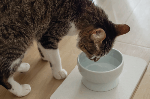 Acqua e Gatti: Perché Micio Deve Bere di Più (e Come Convincerlo) thumb