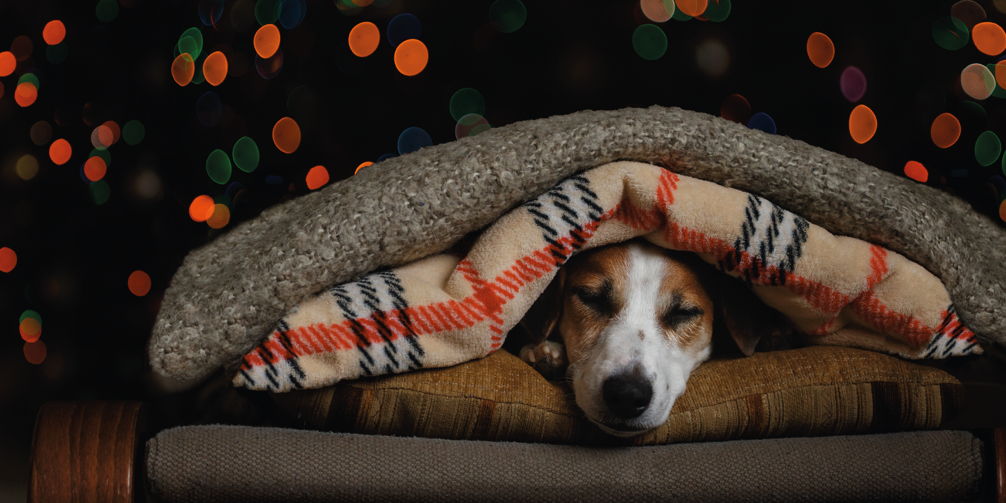 Come proteggere i nostri amici a quattro zampe dai botti di Capodanno