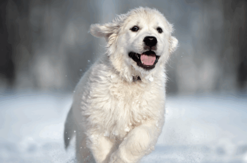 Il Cane sulla Neve: Tutti i Consigli per Andare in Vacanza con Fido in Sicurezza thumb