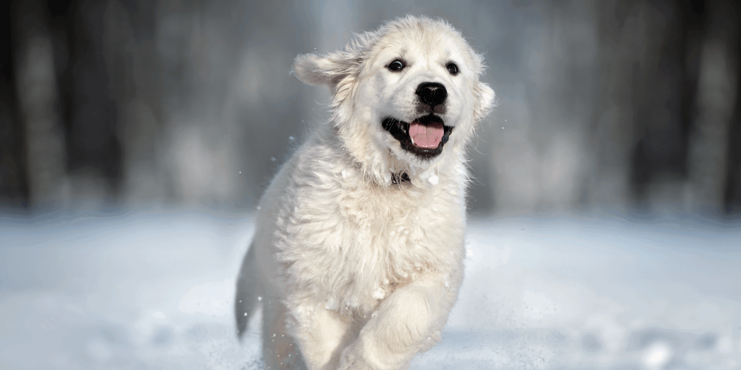 Il Cane sulla Neve: Tutti i Consigli per Andare in Vacanza con Fido in Sicurezza cover