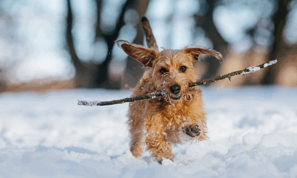 Cane che gioca sulla neve