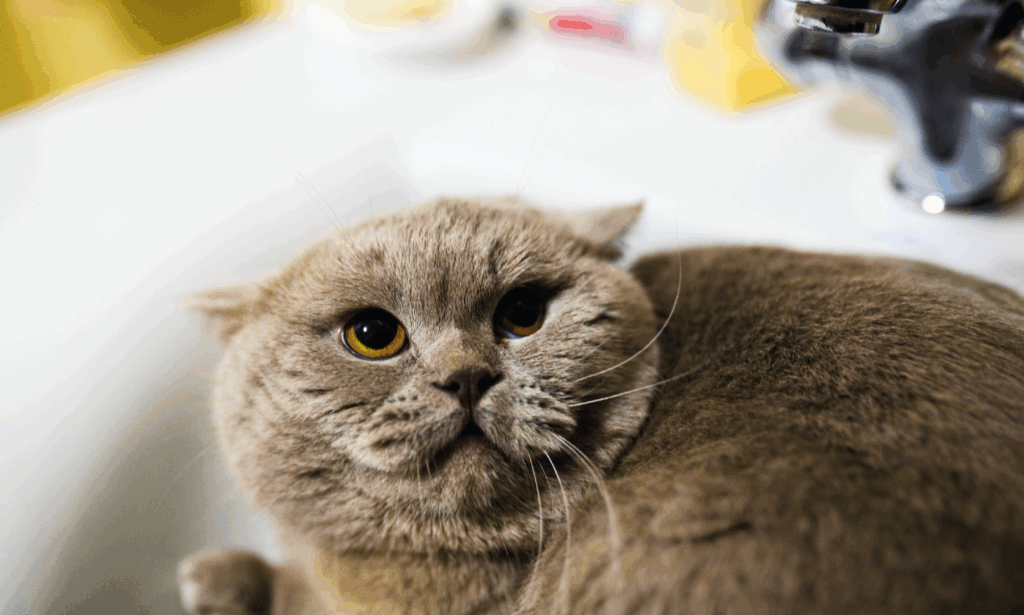 Consigli pratici per affrontare la notte di Capodanno