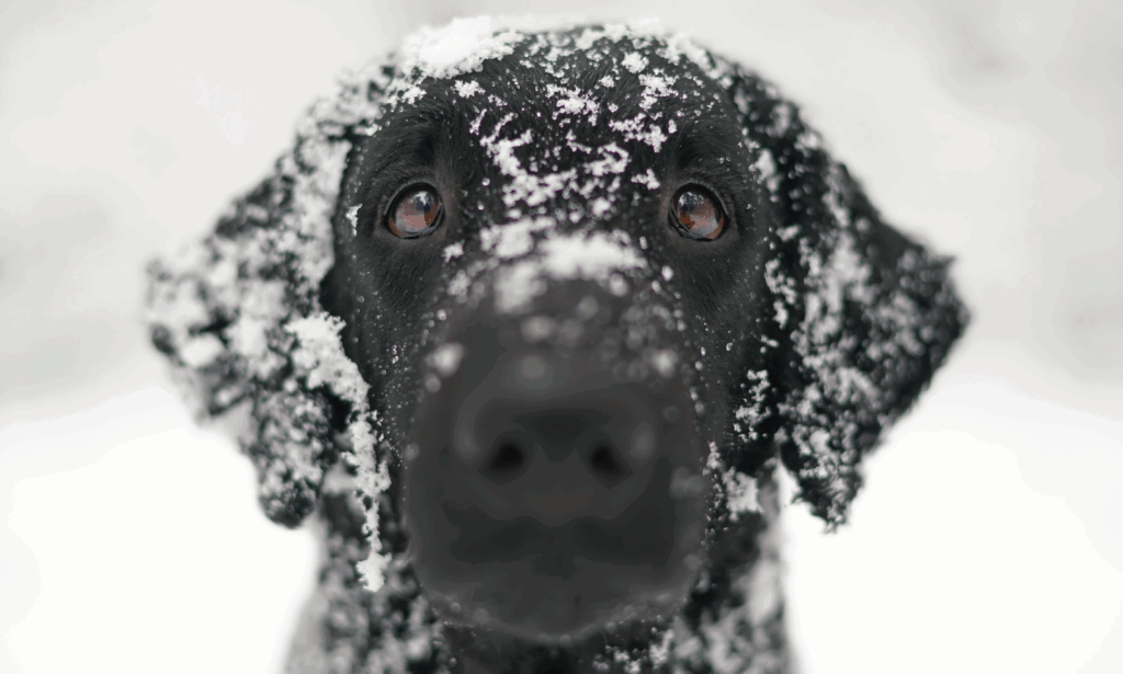 Pericoli del freddo per cuccioli e cani anziani