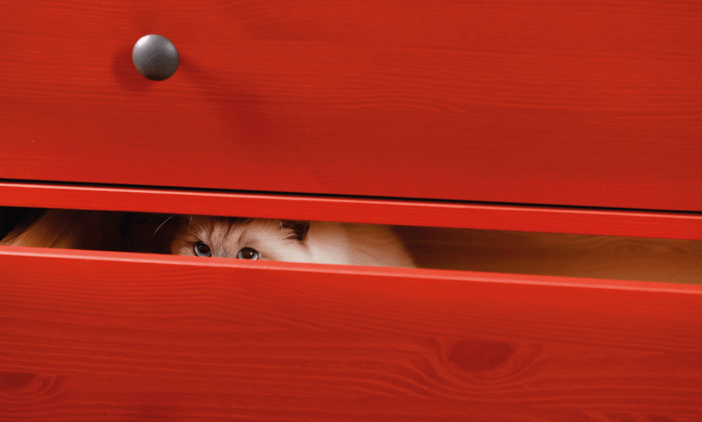 Come gli animali percepiscono i rumori forti