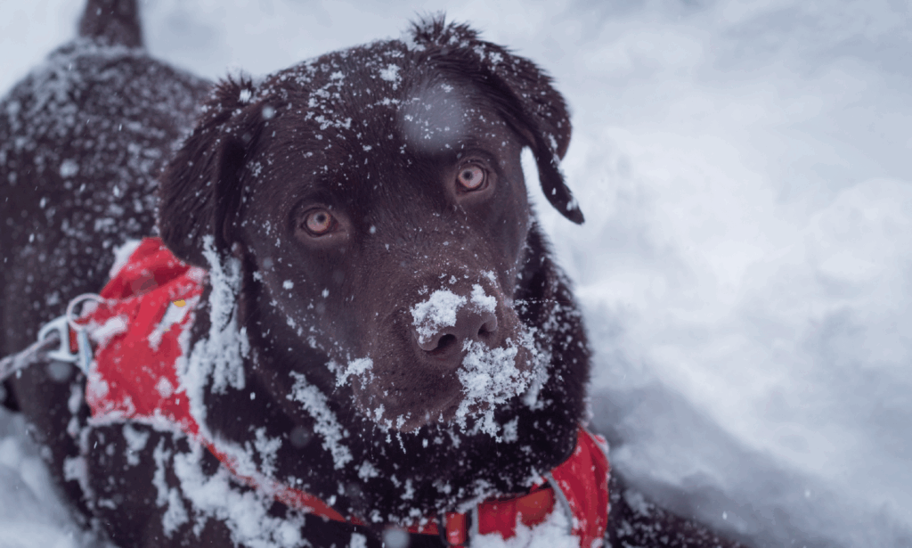 Vacanze sulla neve con il tuo cane