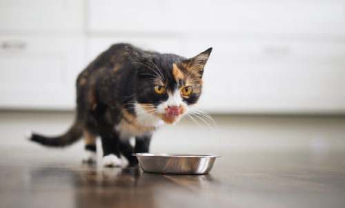 Perché i gatti bevono poco