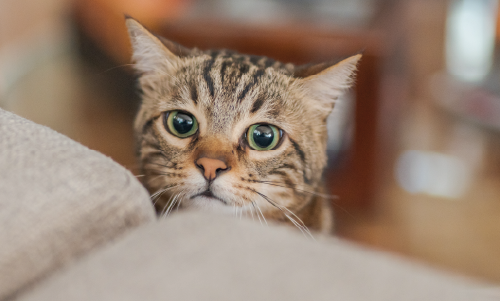 Patologie e dolore che impediscono al gatto di bere