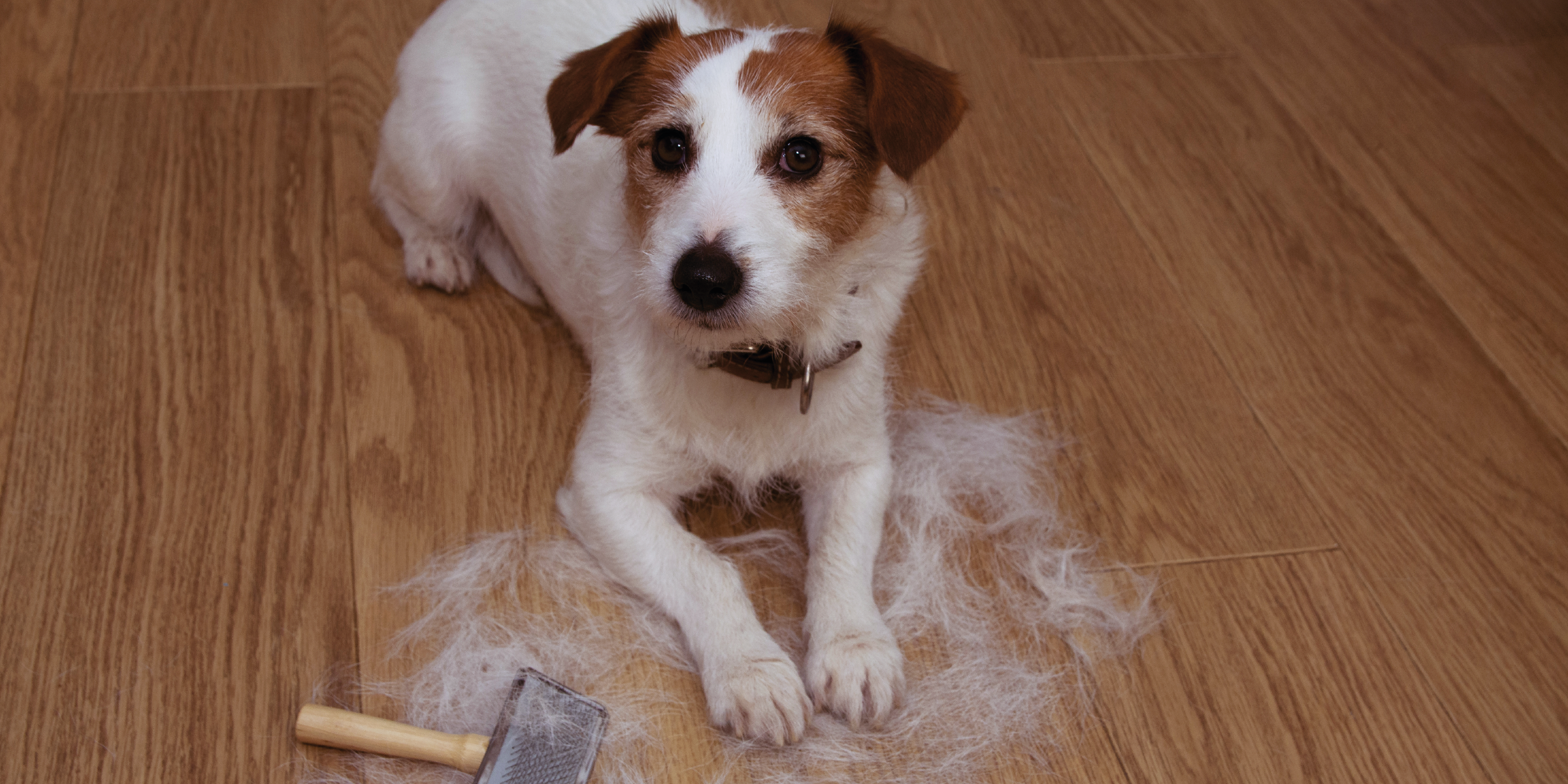 Il tuo Cane ha il Pelo Spento? Cause, Segnali e Consigli Utili per Prendertene Cura al Meglio cover