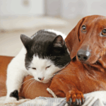 Problemi digestione Pet