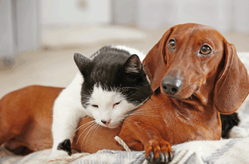 Digestione Difficile: Come Prendersi Cura della Salute Gastrointestinale del tuo Pet thumb