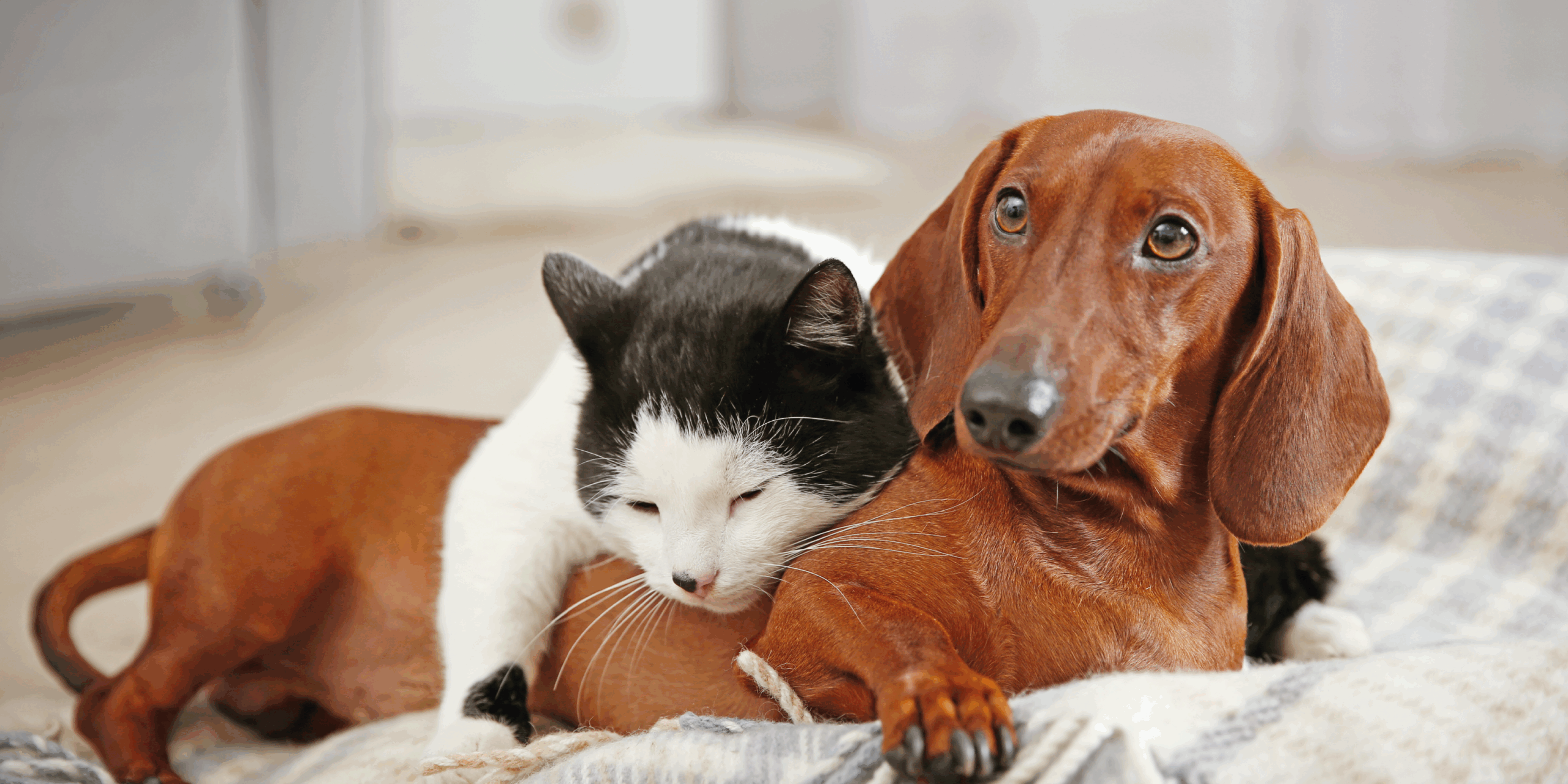 Digestione Difficile: Come Prendersi Cura della Salute Gastrointestinale del tuo Pet cover