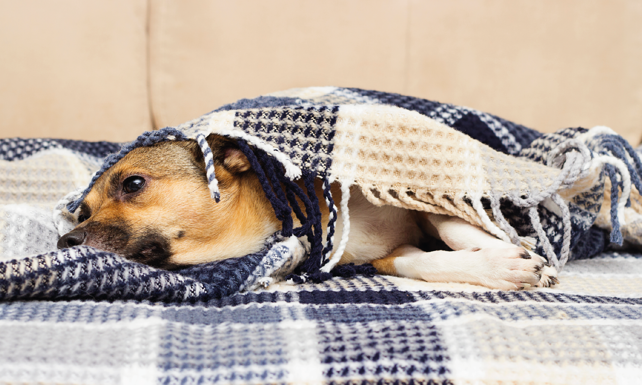 Digestione difficile nel cane o nel gatto