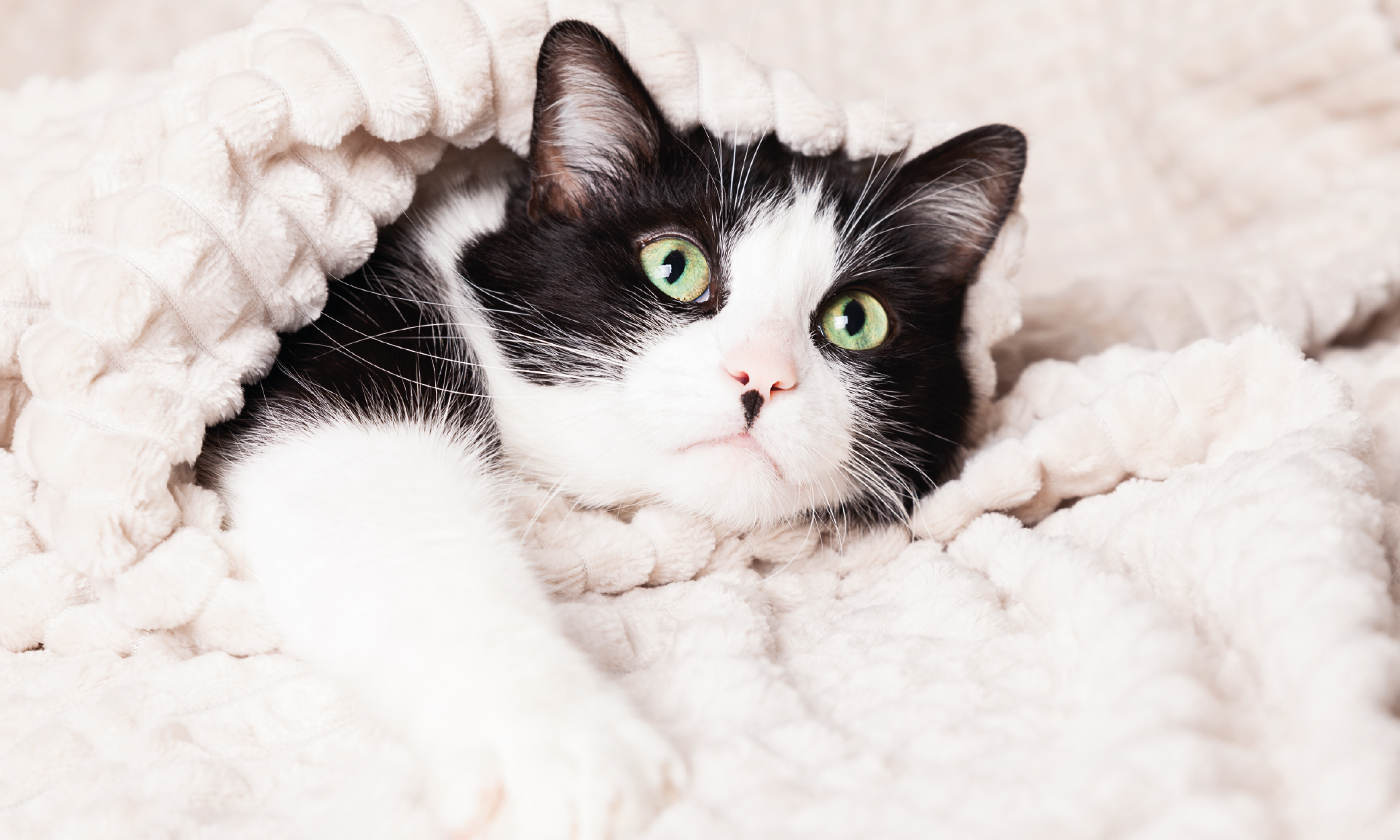 Prevenzione disturbi gastrointestinali nel cane o nel gatto