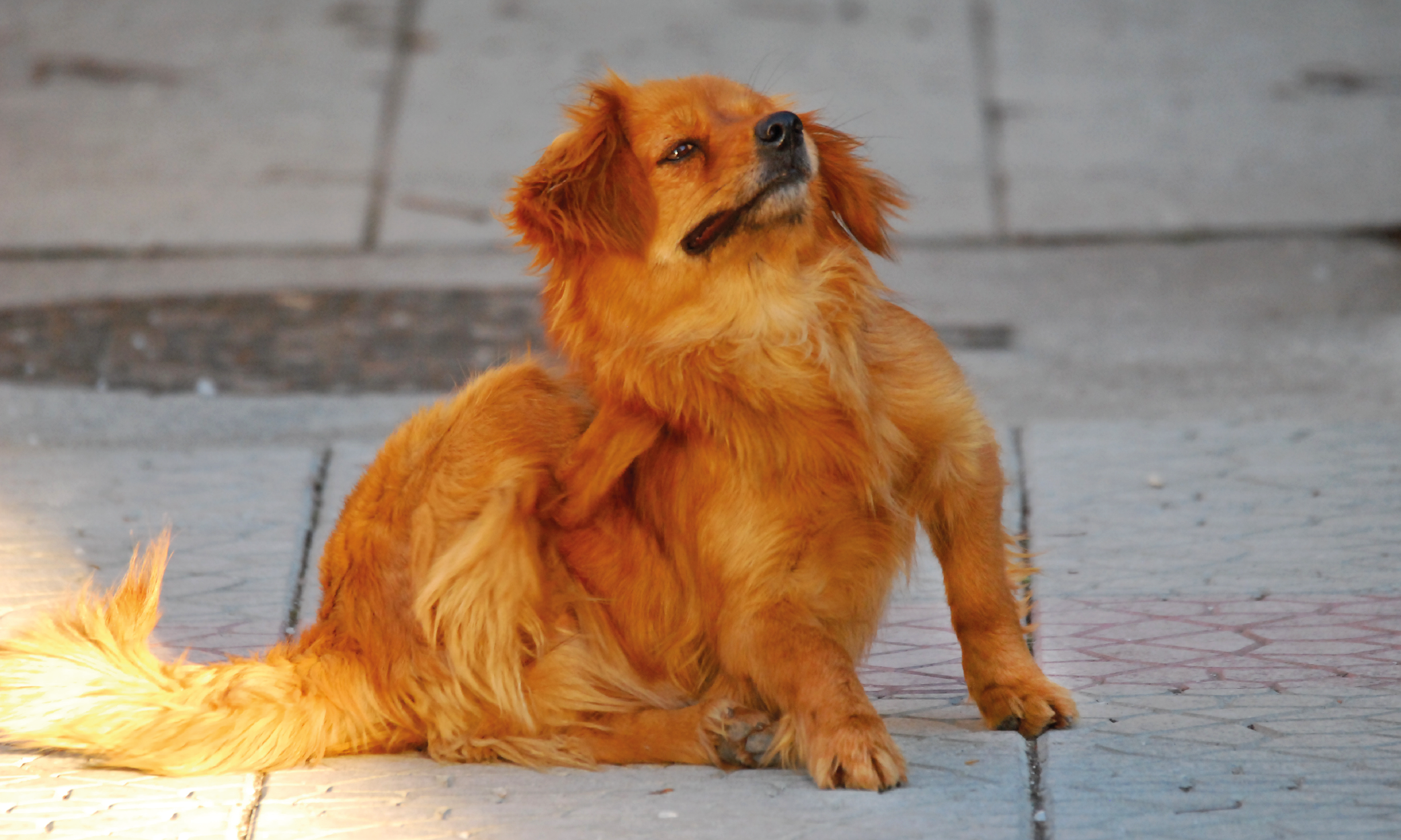 Sintomi pelo spento cane