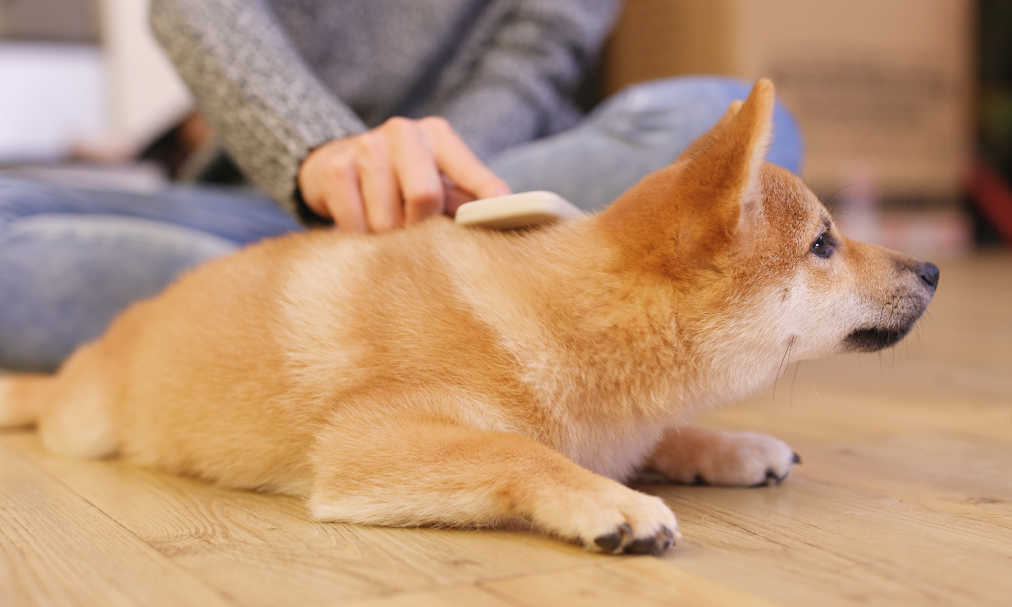 Cause pelo spento cane