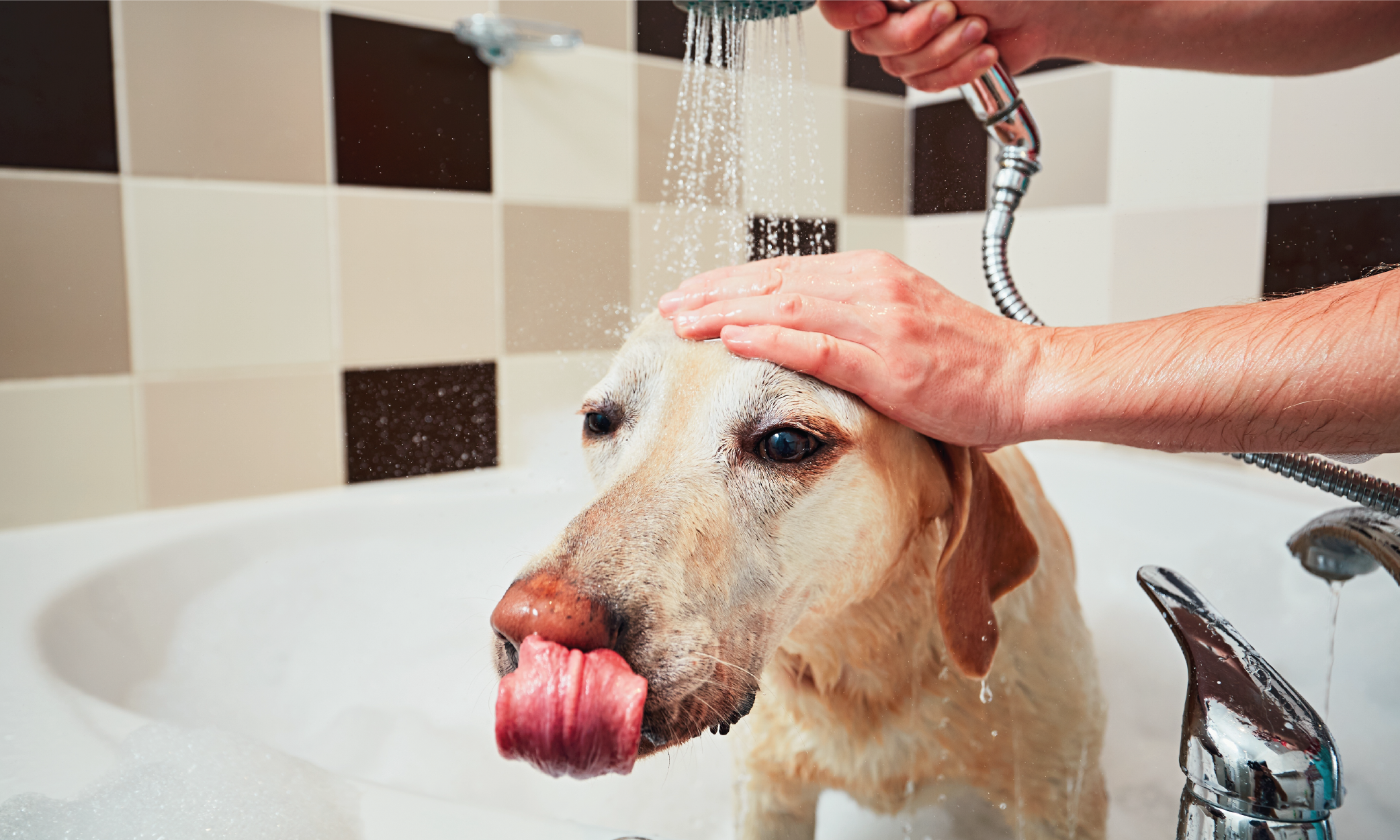 Consigli cura del pelo del cane