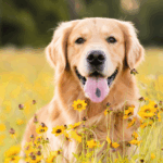 Erboristeria veterinaria per cani e gatti