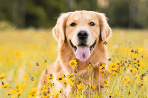 Erboristeria Veterinaria: l’Alternativa Naturale per la Cura Quotidiana di Cane e Gatto thumb