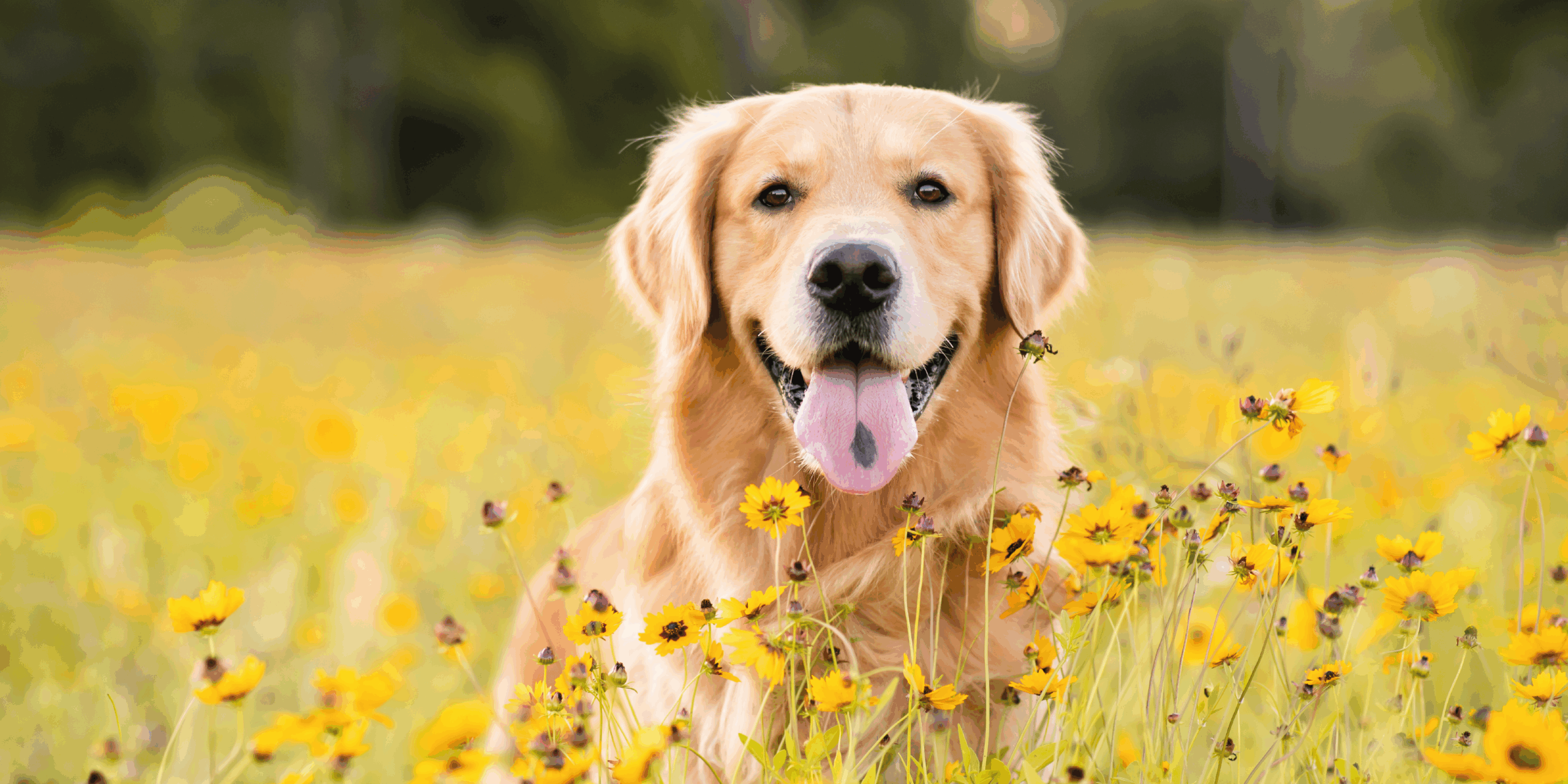 Erboristeria Veterinaria: l’Alternativa Naturale per la Cura Quotidiana di Cane e Gatto cover