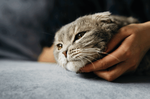 Malattie Renali nei Cani e nei Gatti: Guida a Sintomi, Cause e Prevenzione thumb