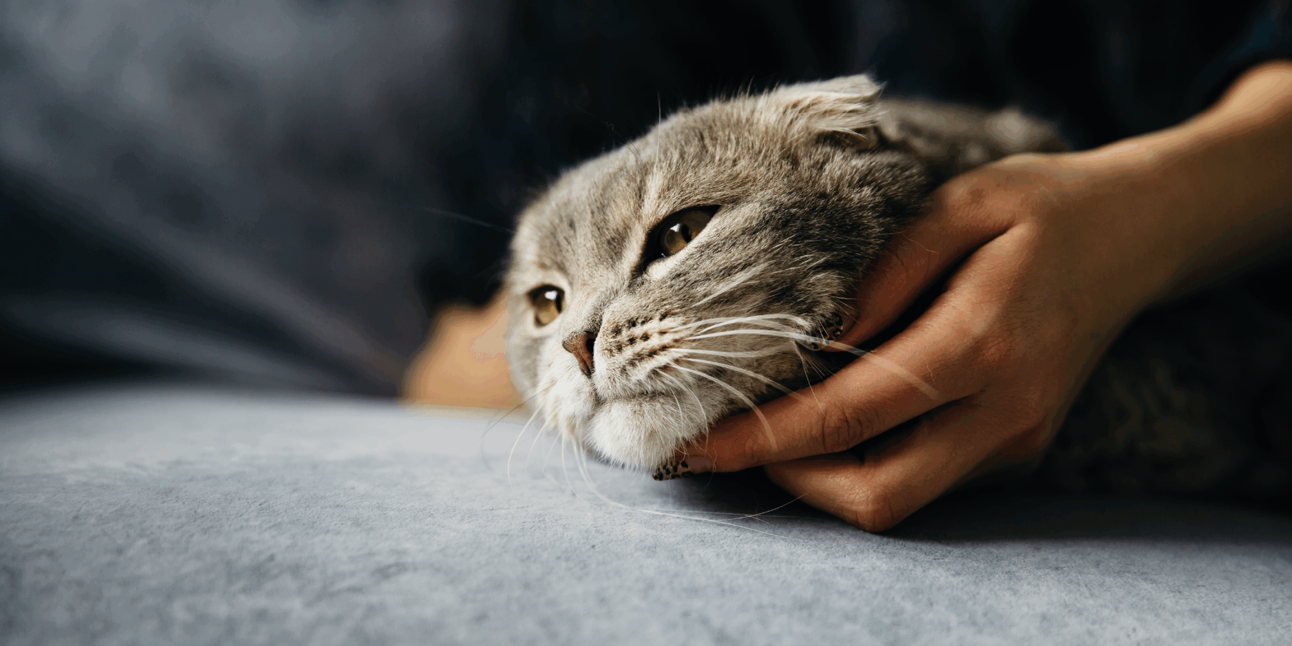 Malattie Renali nei Cani e nei Gatti: Guida a Sintomi, Cause e Prevenzione cover