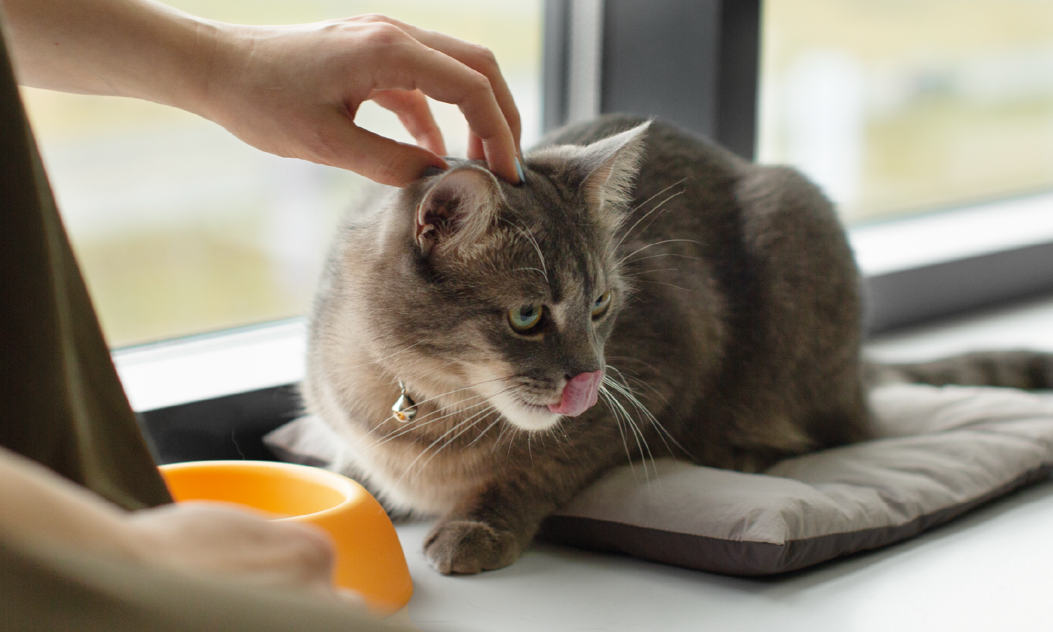 Dieta renale per cane o gatto