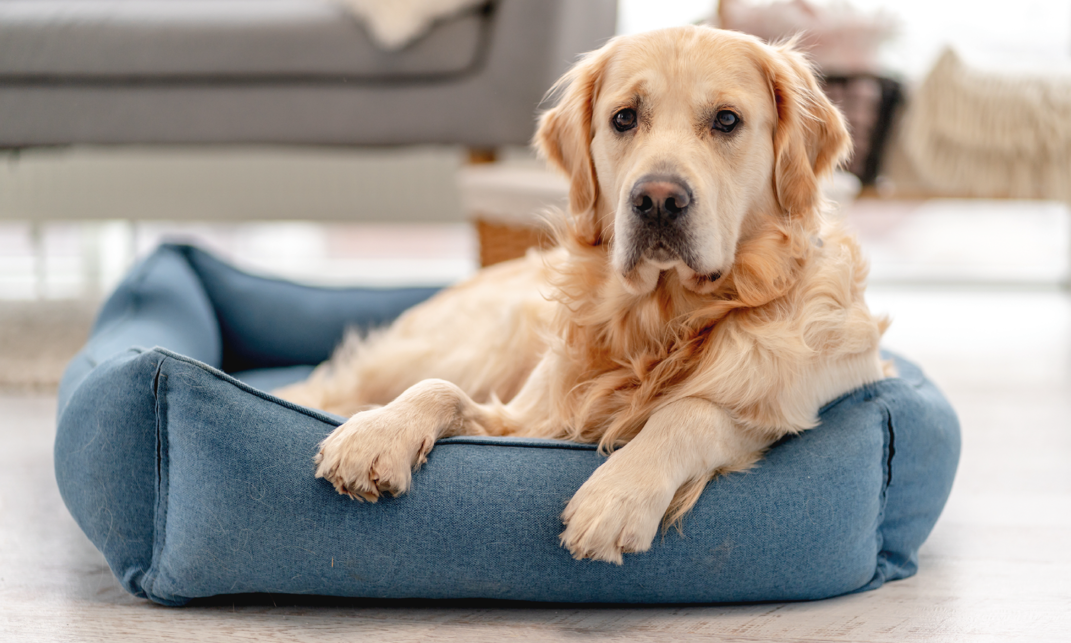 Pulizia e igiene della cuccia