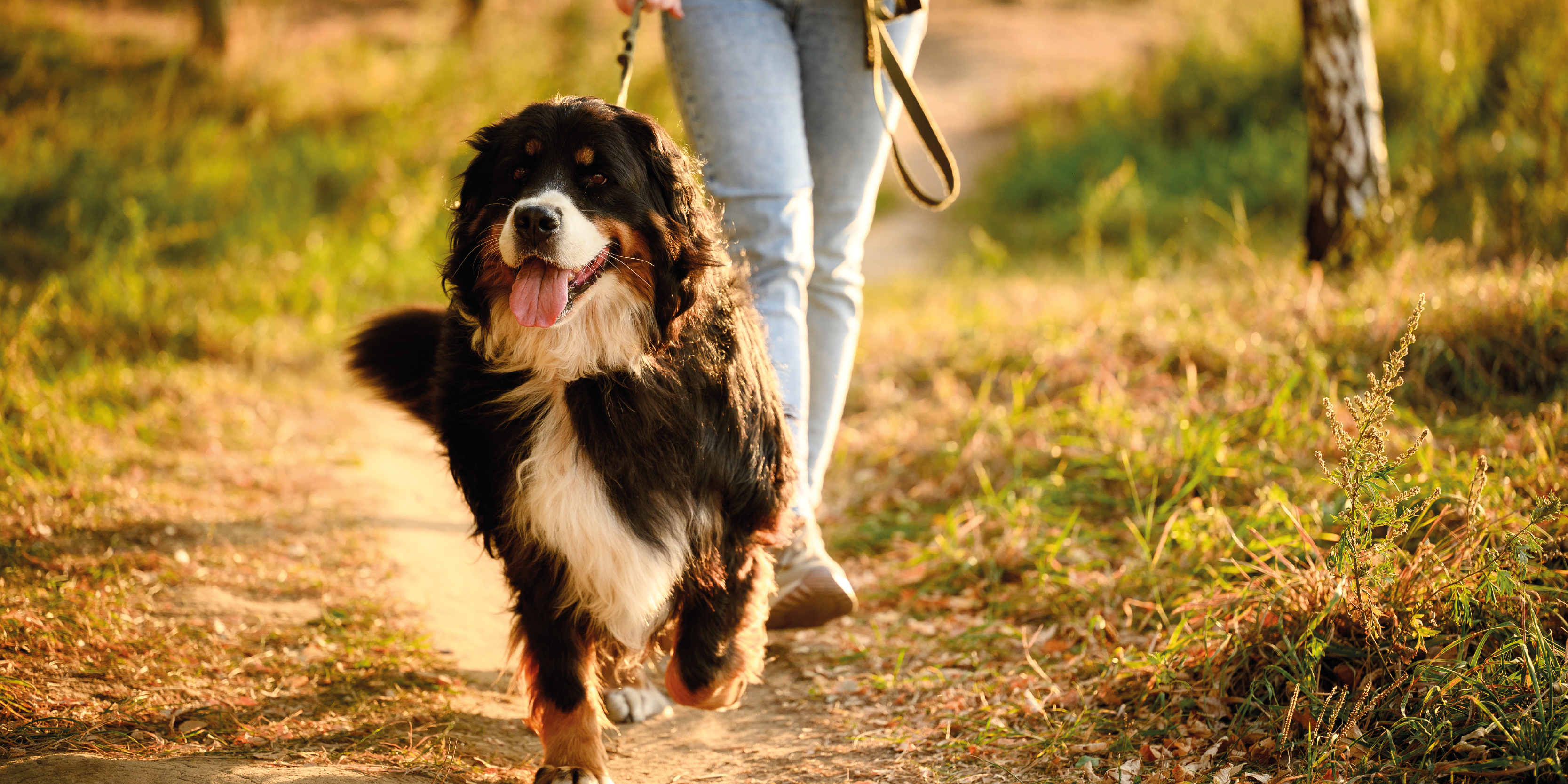 Passeggiata primaverile con il cane