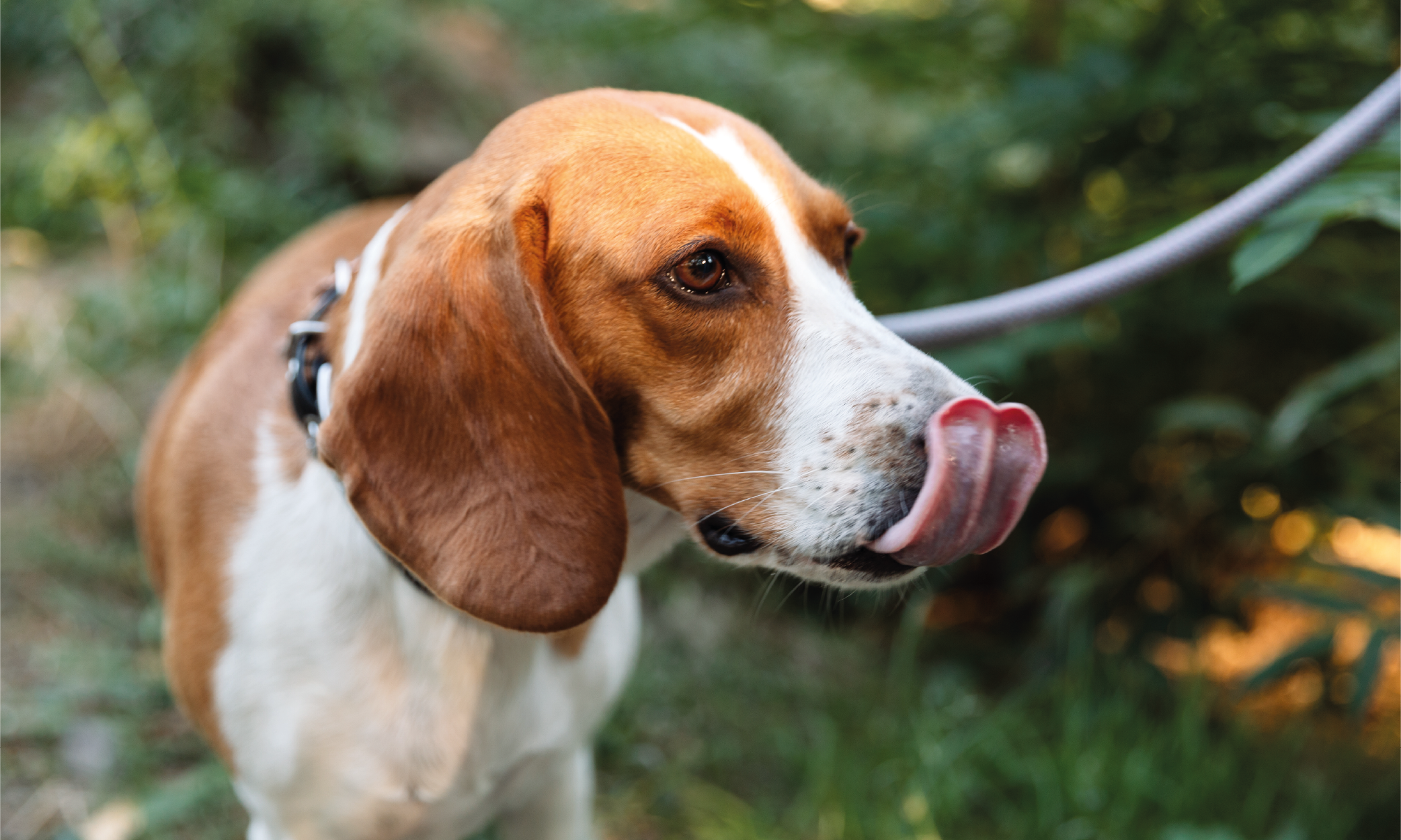 Esplorazione primaverile con il cane