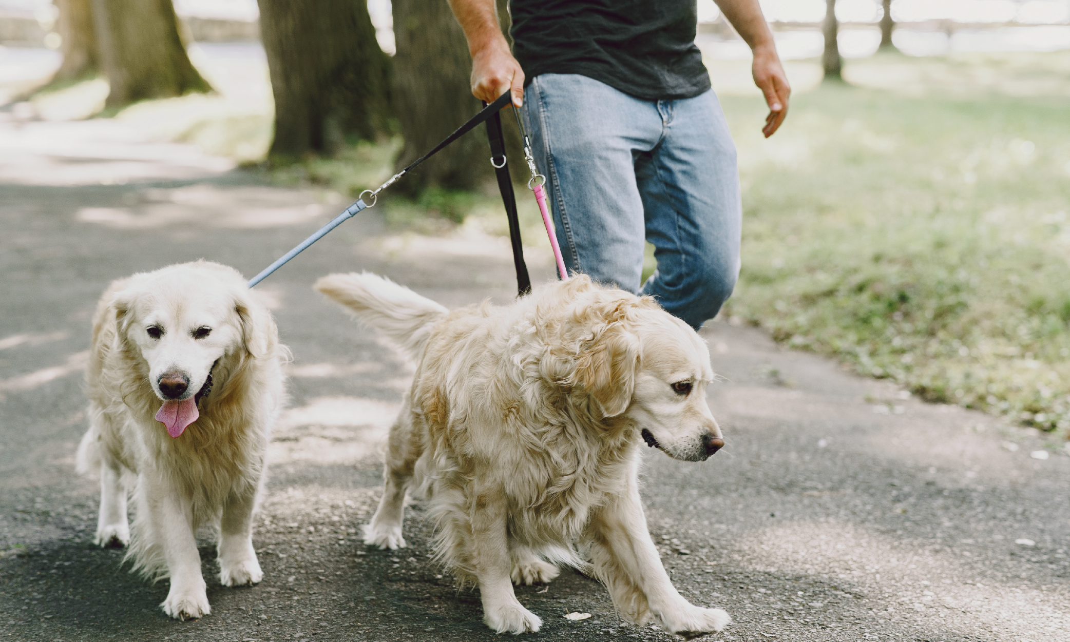 Rientro passeggiata primaverile con il cane