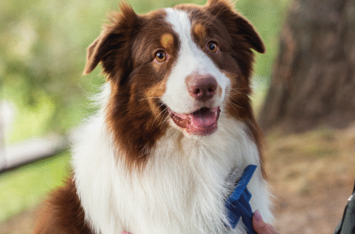 Cura del Manto e Dermatiti Stagionali: Come Proteggere il Pelo di Cane e Gatto con l’Arrivo dei Primi Caldi thumb
