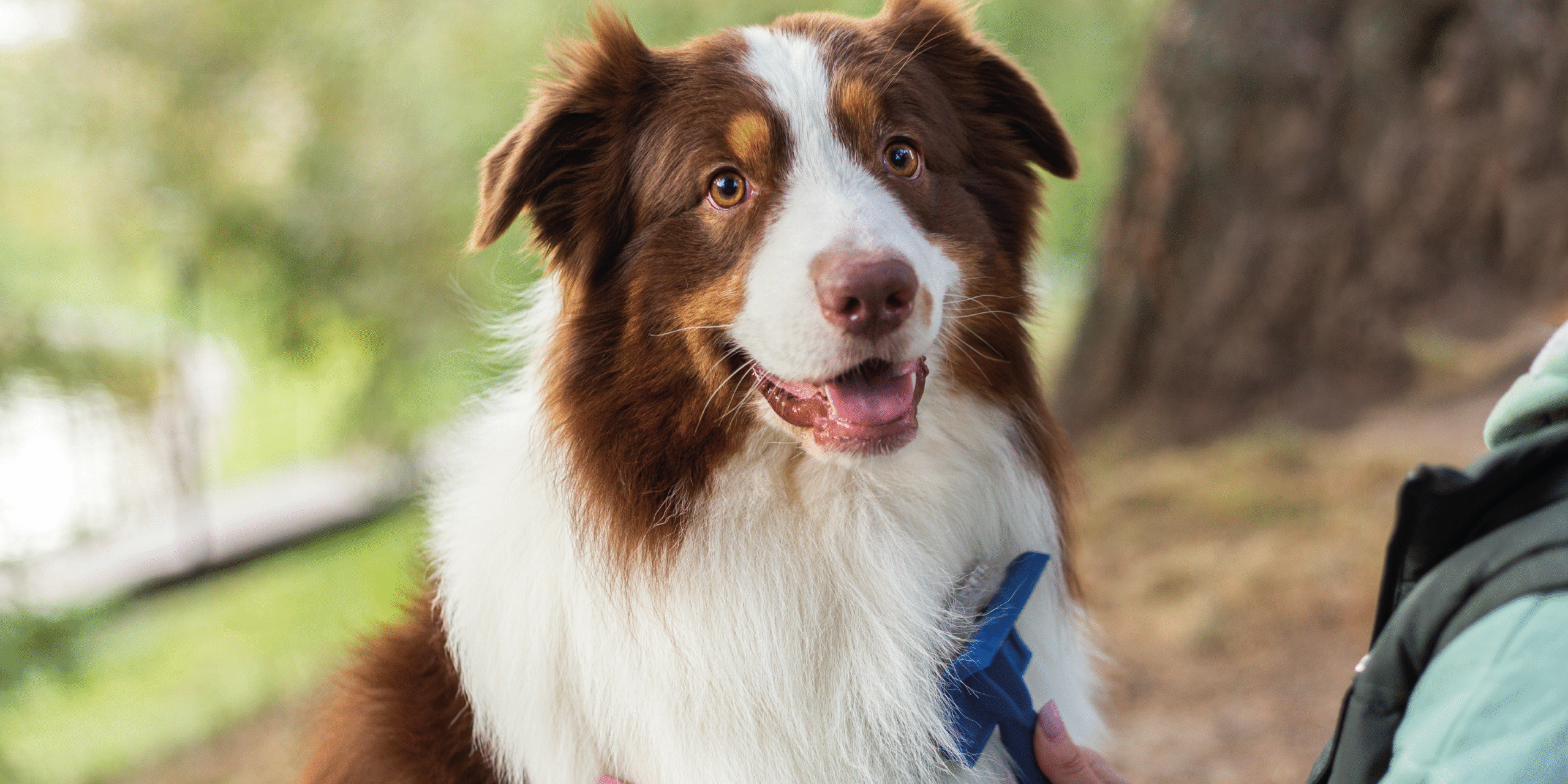 Cura del Manto e Dermatiti Stagionali: Come Proteggere il Pelo di Cane e Gatto con l’Arrivo dei Primi Caldi cover