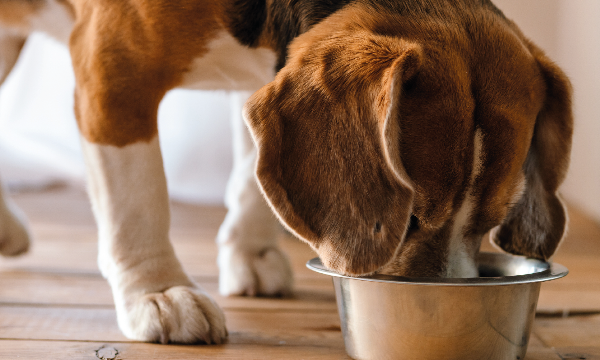 I benefici del cibo umido per cani e gatti