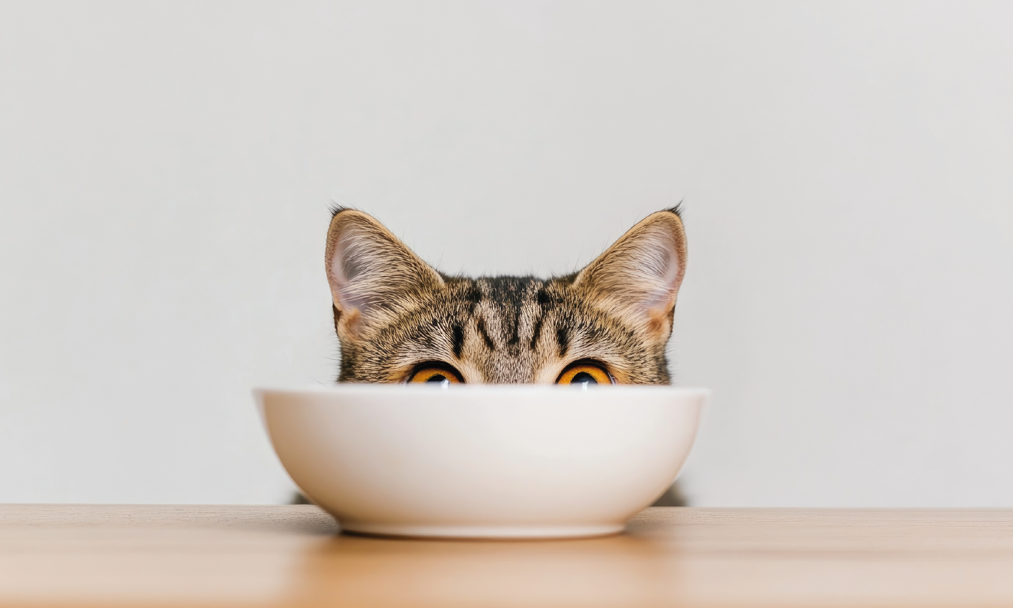 Cibo umido per cani e gatti