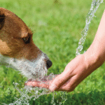 Colpo di calore nel cane