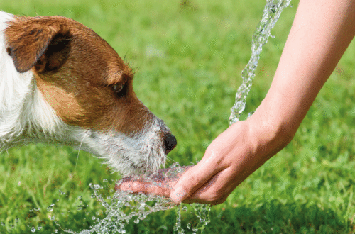 Estate in Sicurezza: Come Proteggere il Cane dal Colpo di Calore tra Prevenzione e Primi Soccorsi thumb