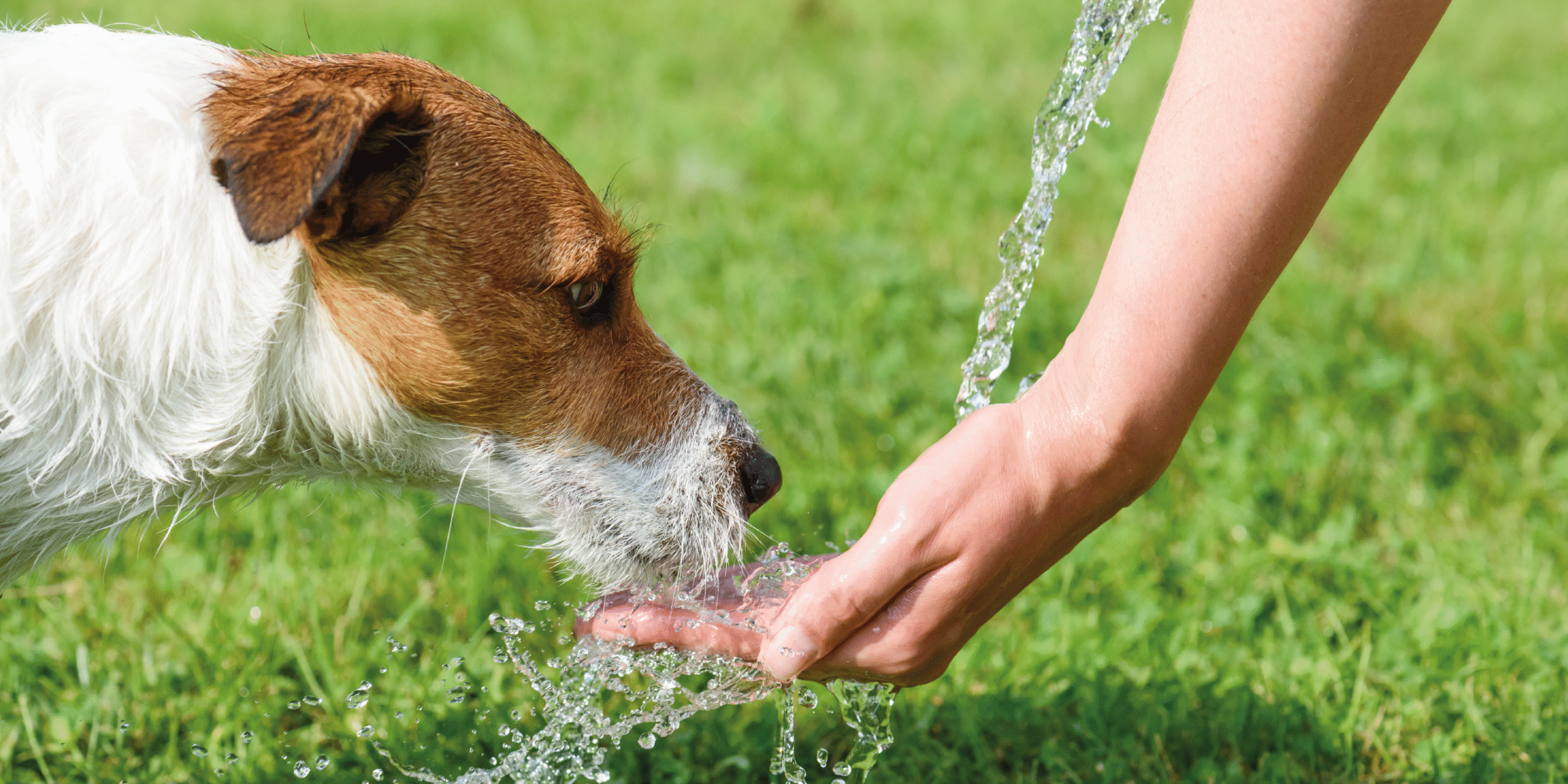 Estate in Sicurezza: Come Proteggere il Cane dal Colpo di Calore tra Prevenzione e Primi Soccorsi cover