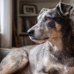 Cura cane e gatto anziano