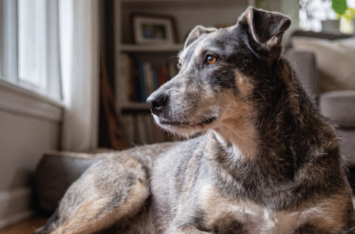 Una Routine su Misura: Come Prendersi Cura di Cani e Gatti Anziani tra Alimentazione e Stile di Vita thumb