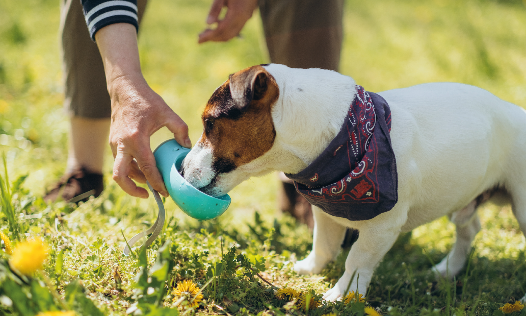 Proteggere il cane dal colpo di calore