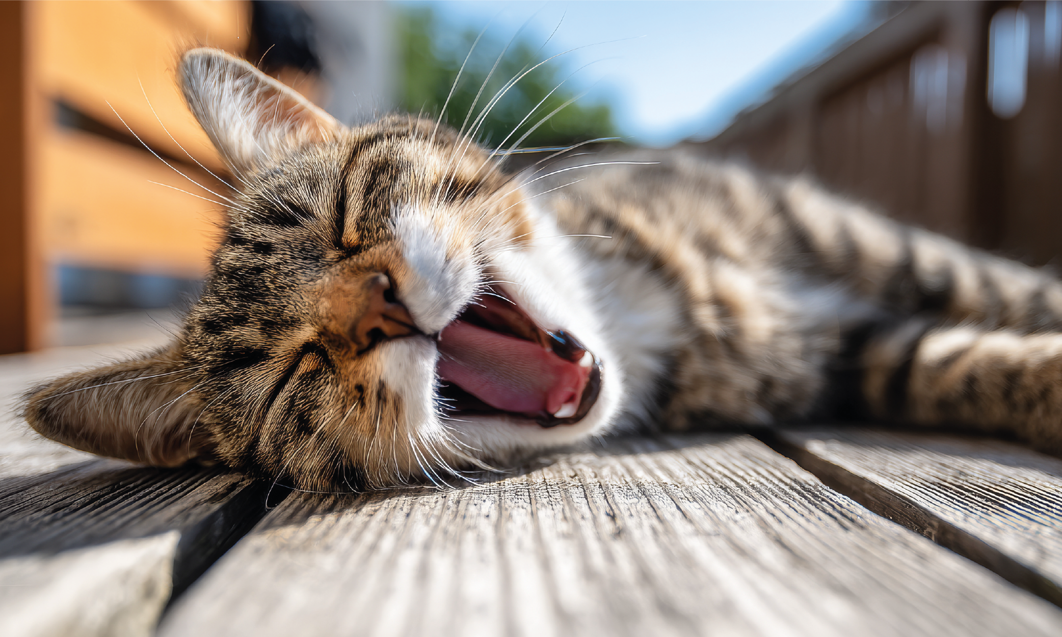 Colpo di calore nel gatto