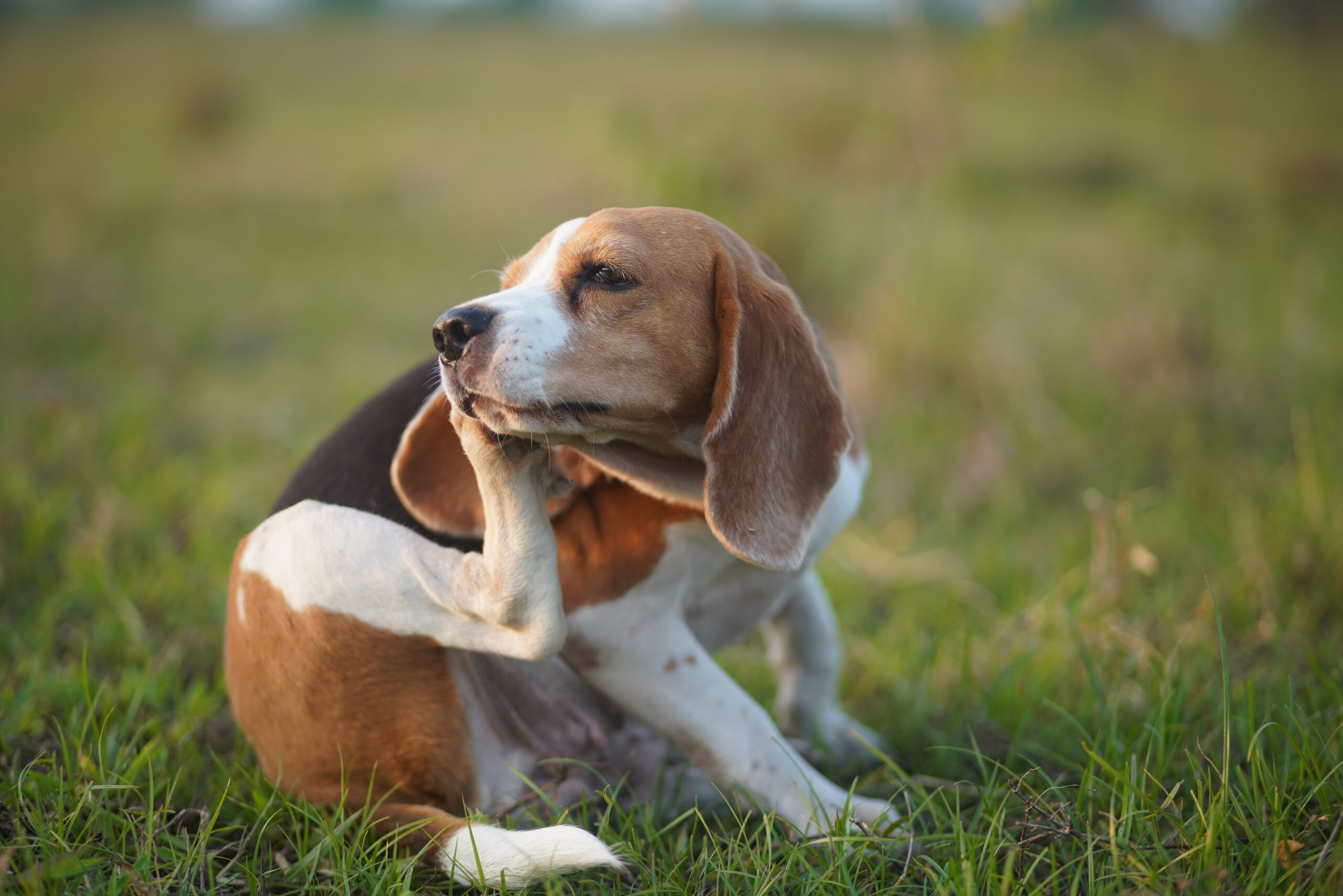 Pulci e zecche a settembre: come proteggere cane e gatto dai parassiti cover