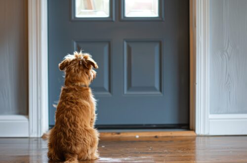 Il tuo cane resta a casa da solo? Come intrattenerlo tra giochi, masticativi e passeggiate thumb