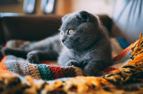 Come prendersi cura di cani e gatti in autunno? Consigli per affrontare il cambio di stagione  thumb