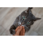 Gatto che non mangia: 7 possibili cause e cosa fare
