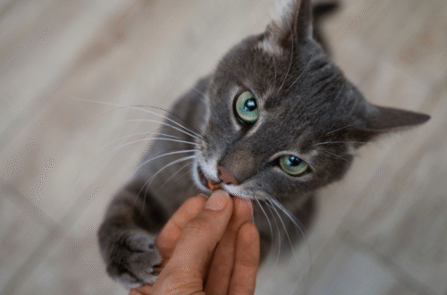 Gatto che non mangia: 7 possibili cause e cosa fare thumb