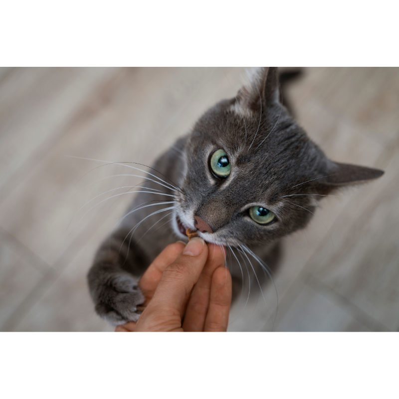 Gatto che non mangia: 7 possibili cause e cosa fare cover