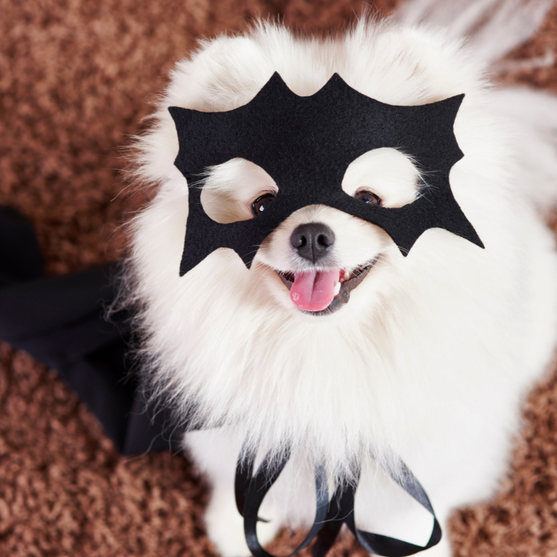 Halloween per Cani e Gatti: bisogna davvero fare attenzione? cover