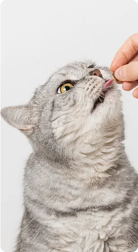 Snack e masticazione